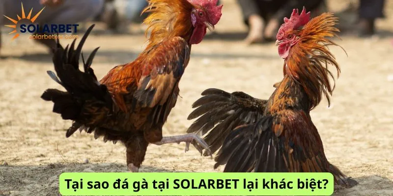 Lý do đá gà lại khác biệt