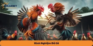 Kinh nghiệm đá gà